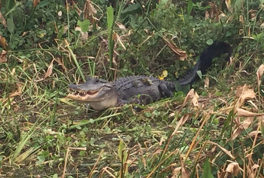 Your Alligator & Wildlife Moments – Tom & Jerry's Airboat Rides