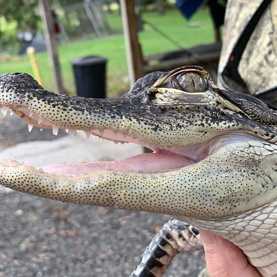 tom and jerrys airboat tours 123