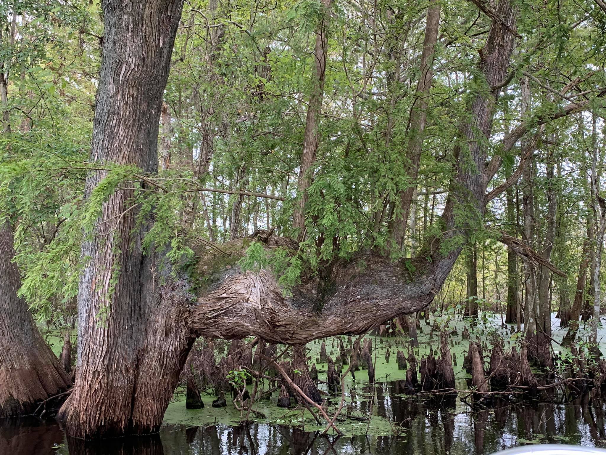 tom and jerrys airboat tours 1255