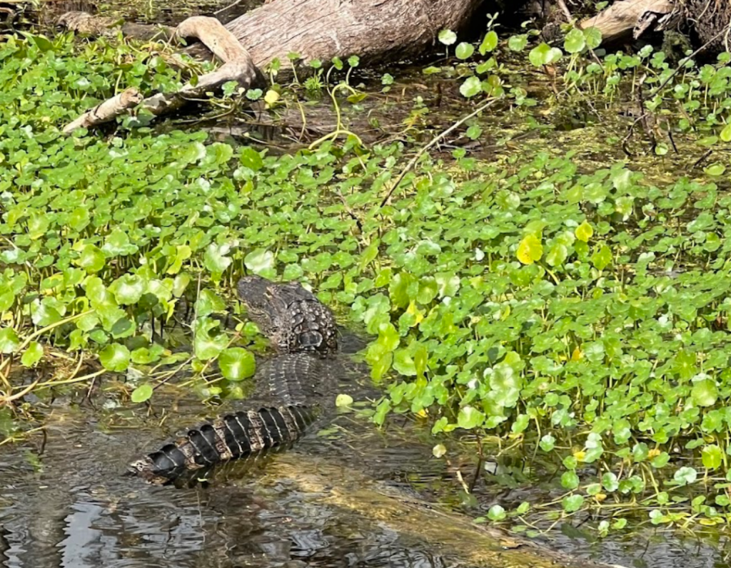 airboat adventure spotted 1