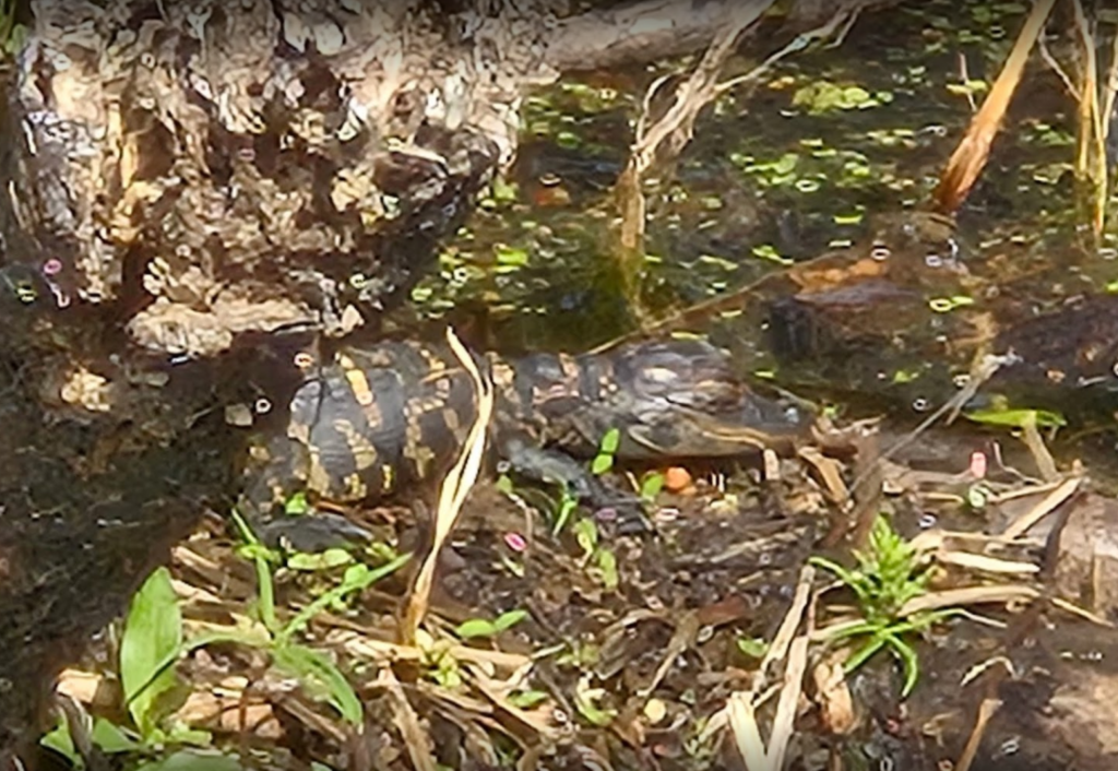 airboat adventure spotted 3