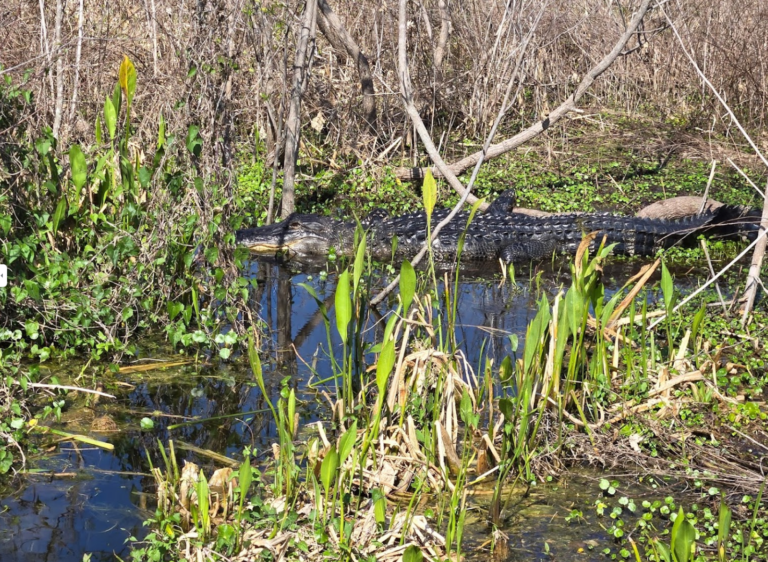 airboat adventure spotted 5