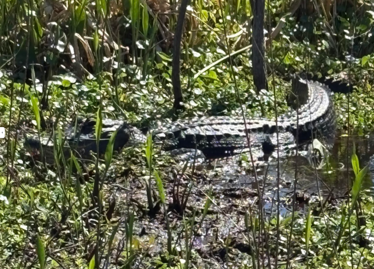 airboat adventure spotted 6