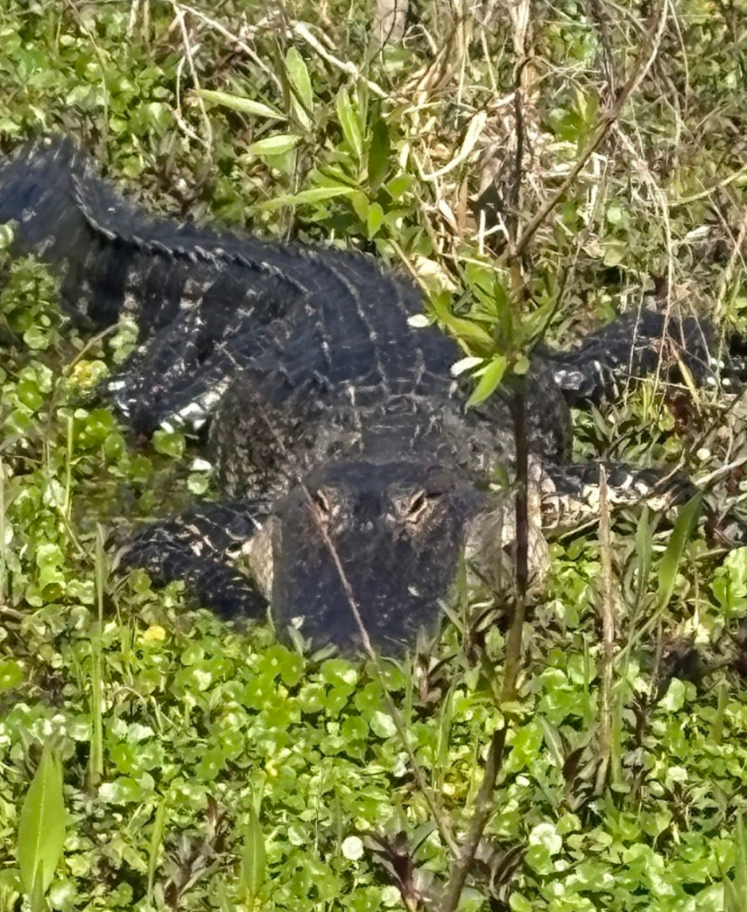 airboat adventure spotted 7